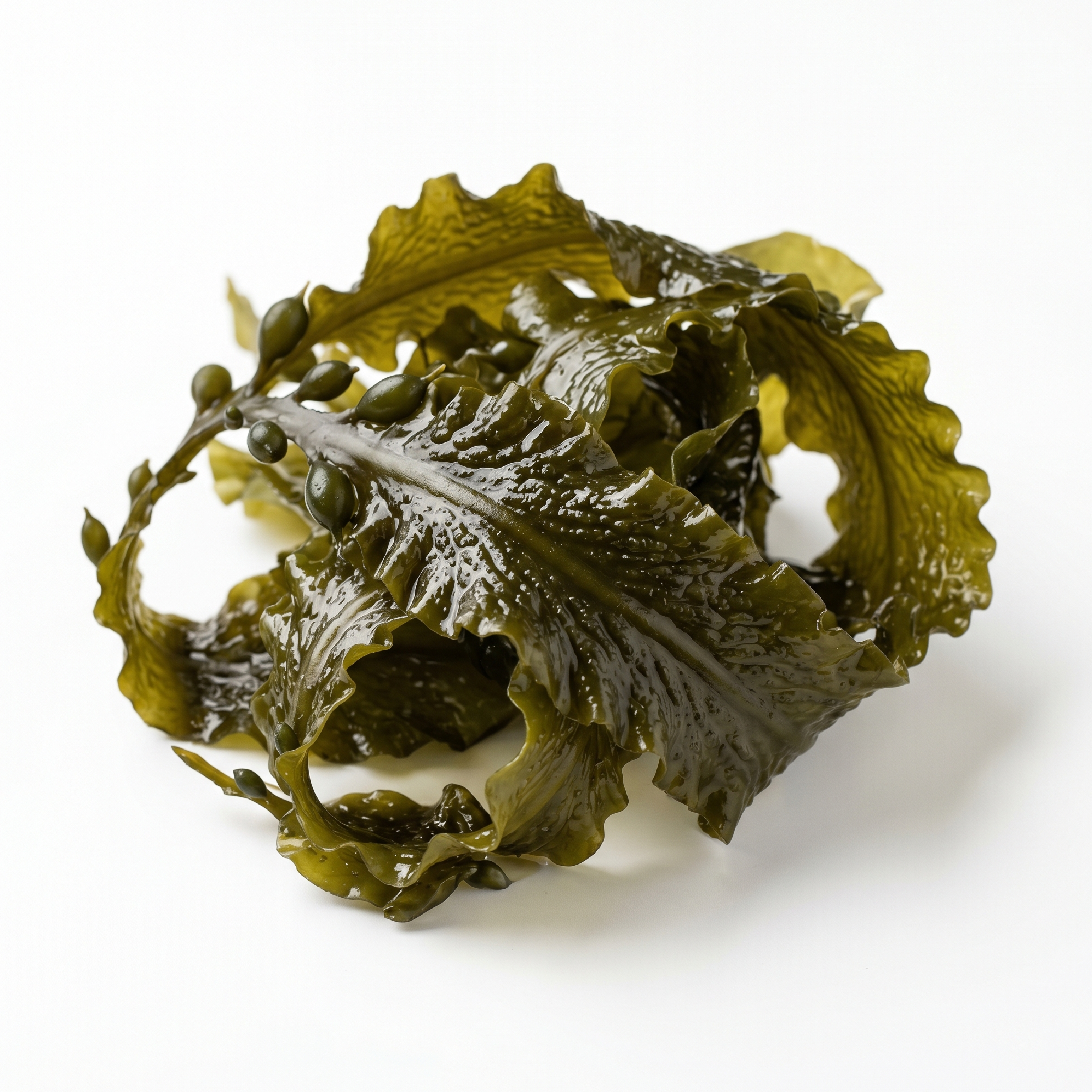 Sea Kelp